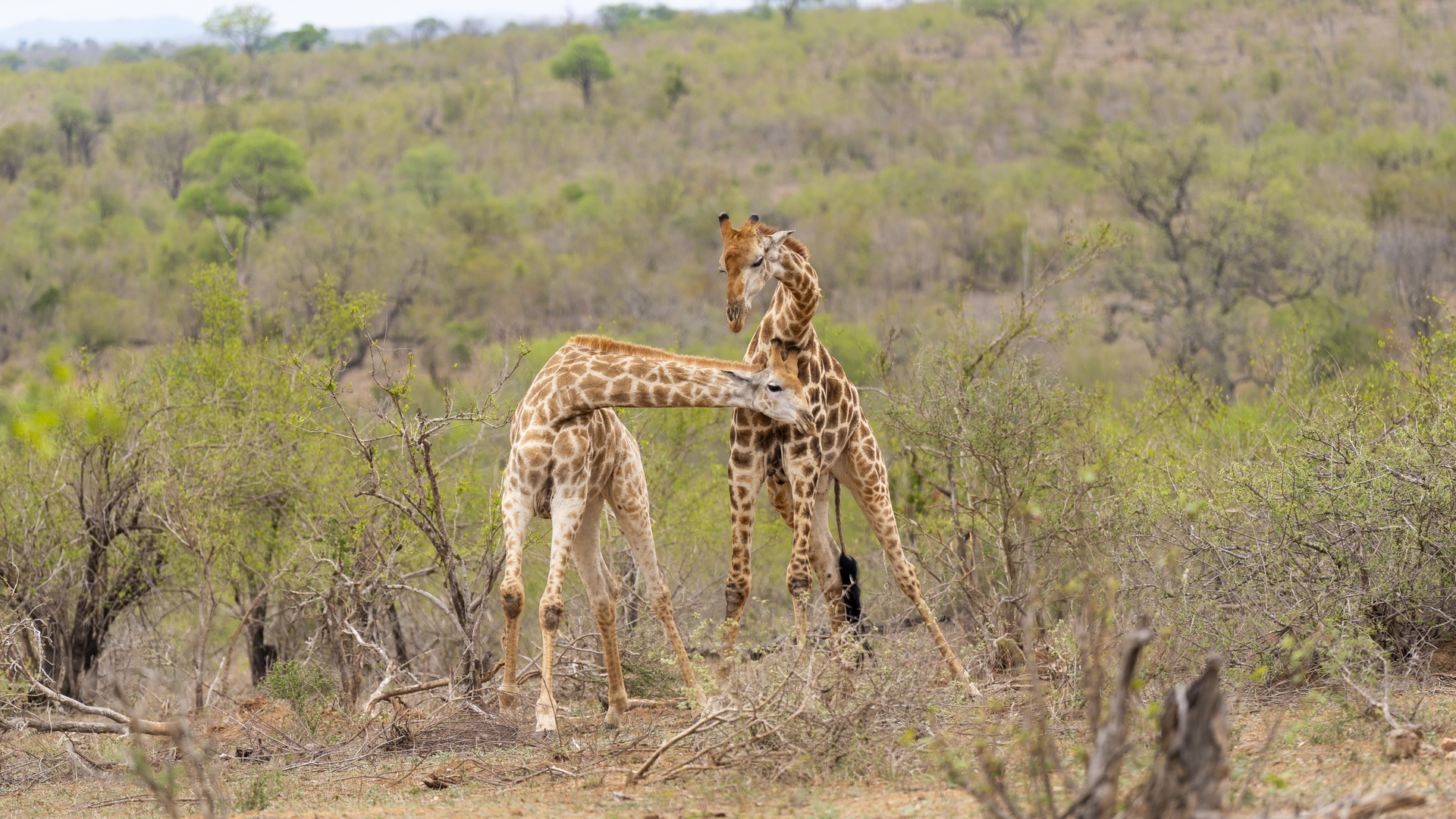 Kruger25 2025 10 28 11 38 02 ILCE 9M3 289